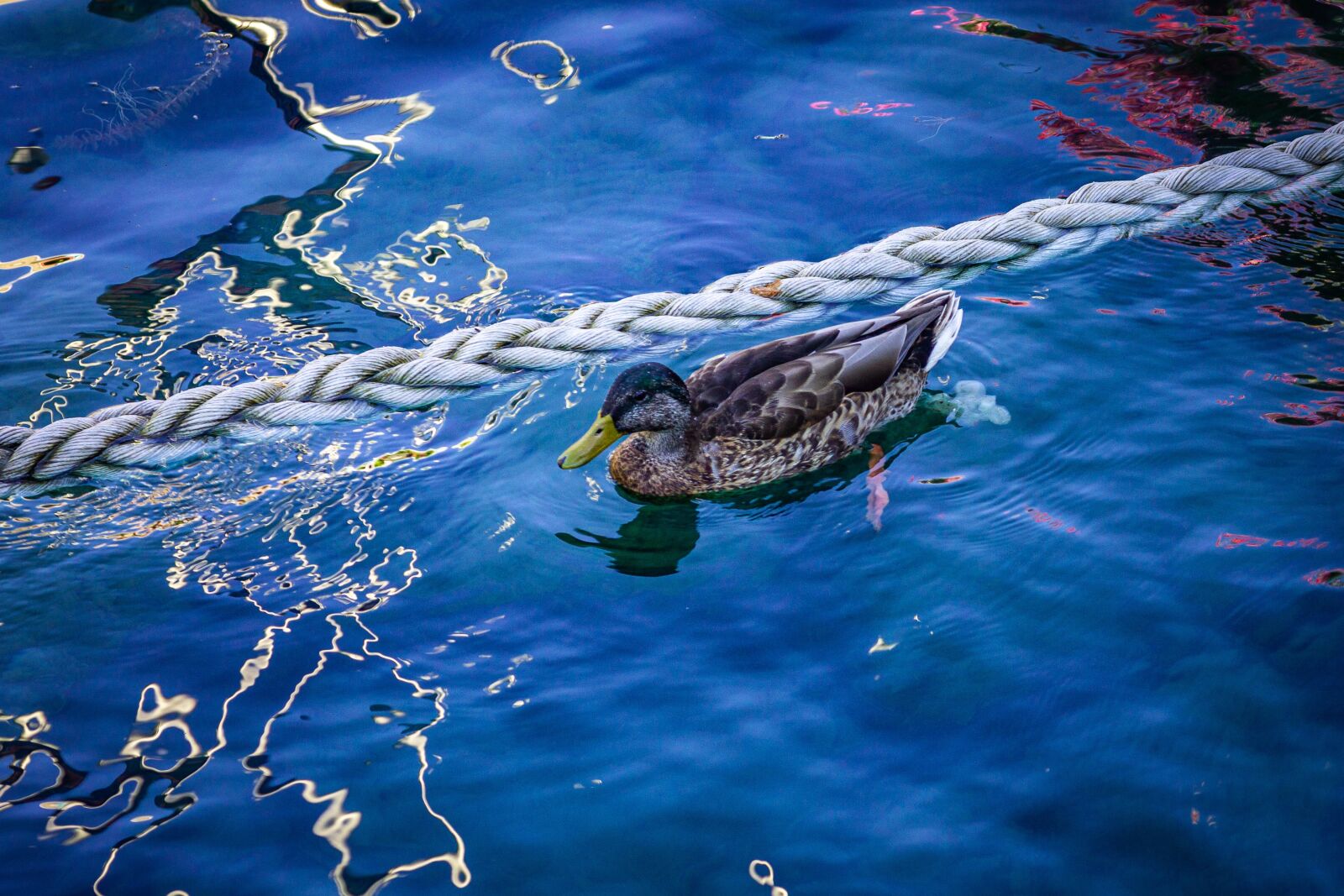 Tokina AT-X Pro 50-135mm F2.8 DX sample photo. Afternoon, animal photography, blue photography