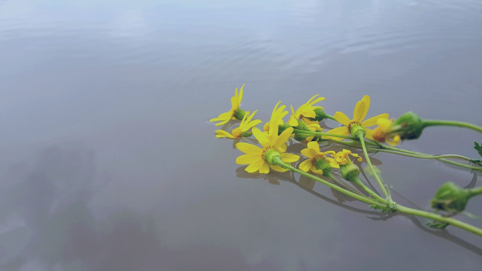 Samsung Galaxy S4 sample photo. Flower, water, art photography