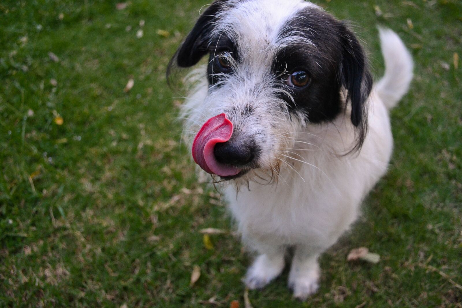 Nikon D3100 sample photo. Animal, dog, dogs photography