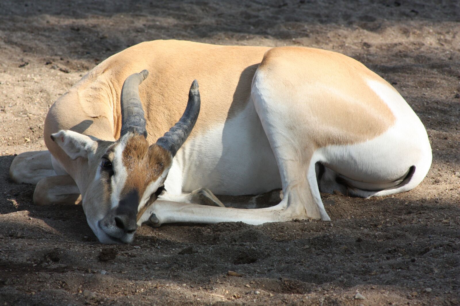 Canon EOS 450D (EOS Rebel XSi / EOS Kiss X2) sample photo. Zoo, antelope, sleep photography