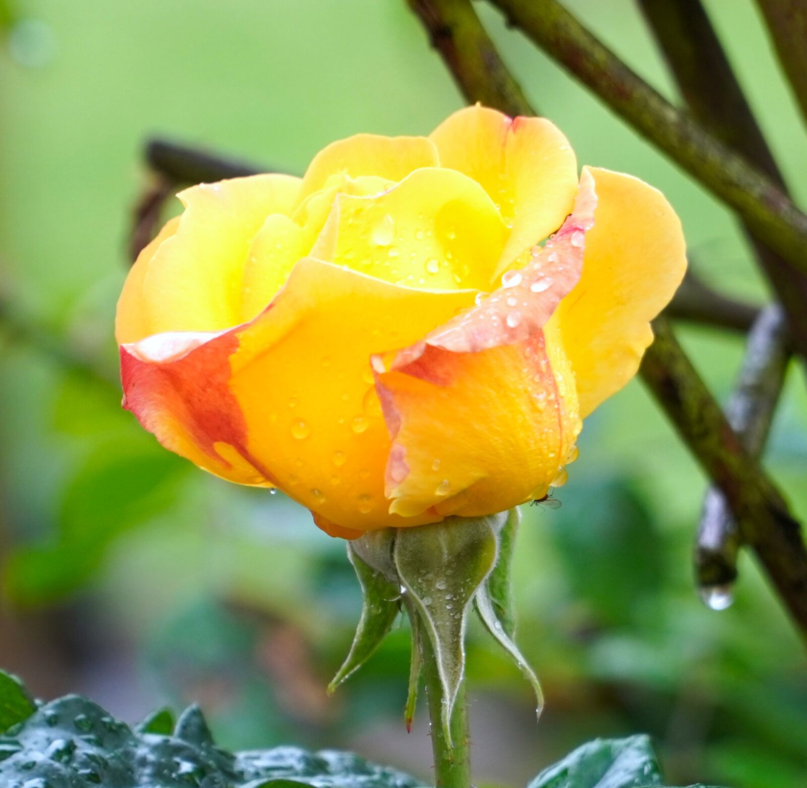 Sony E PZ 18-105mm F4 G OSS sample photo. Rose, flower, blossom photography