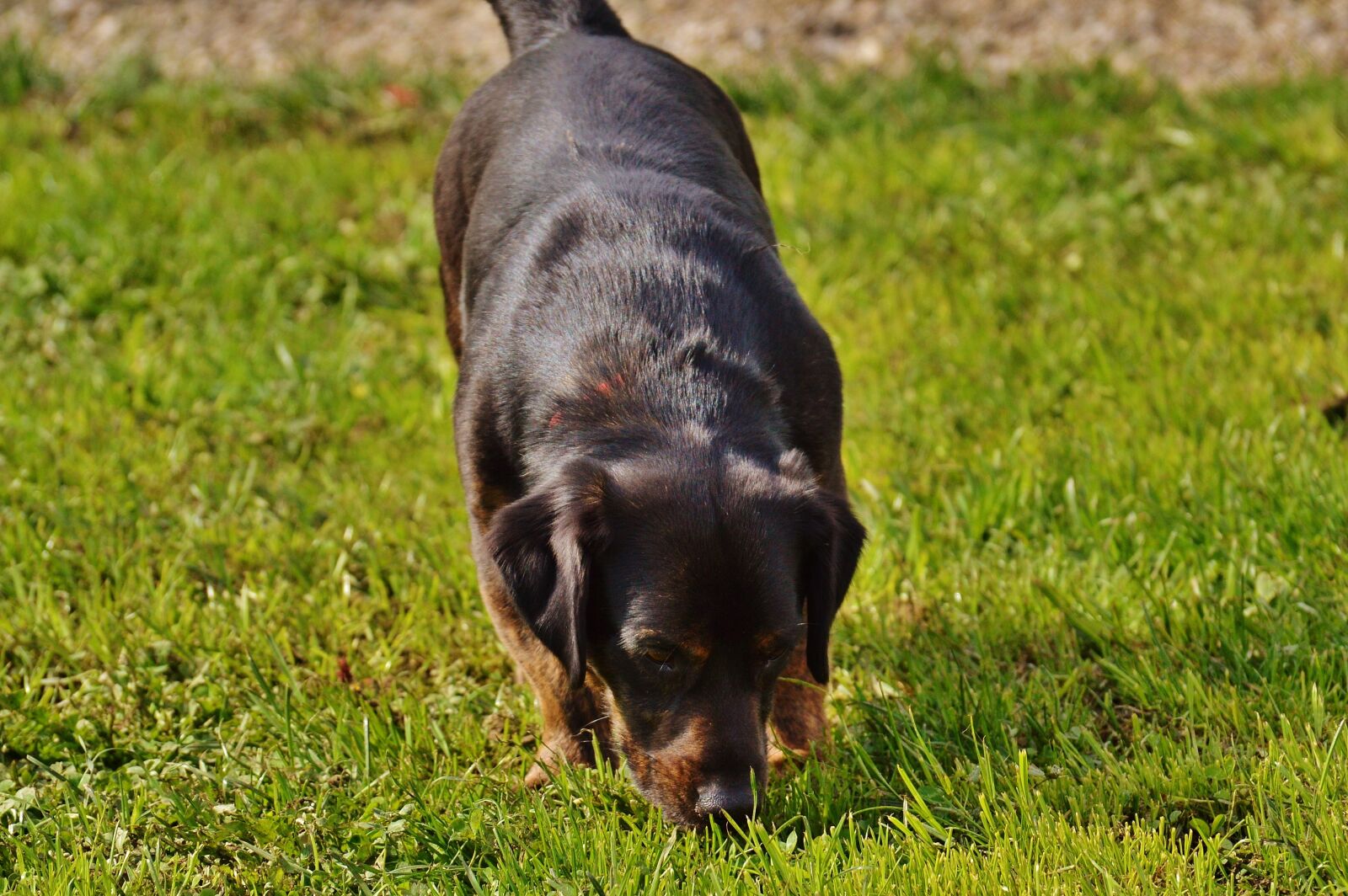 Nikon D3200 sample photo. Dog, fur, animal photography