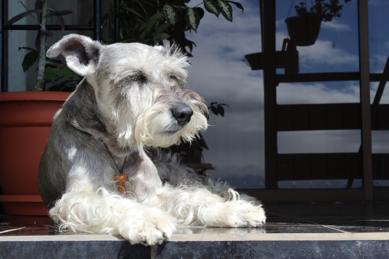 Canon EOS 1300D (EOS Rebel T6 / EOS Kiss X80) sample photo. Dog, pet, canine photography