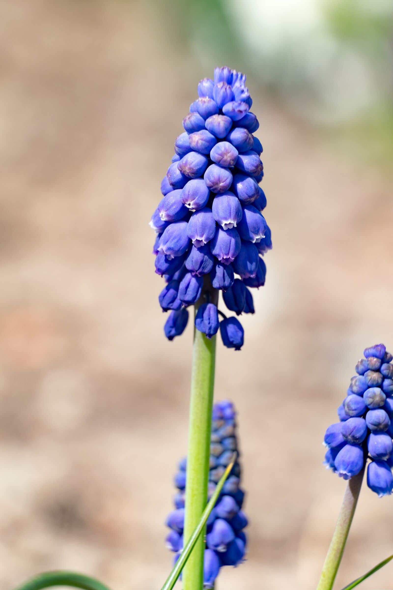 Fujifilm XF 55-200mm F3.5-4.8 R LM OIS sample photo. Flower, szafirek, spring photography