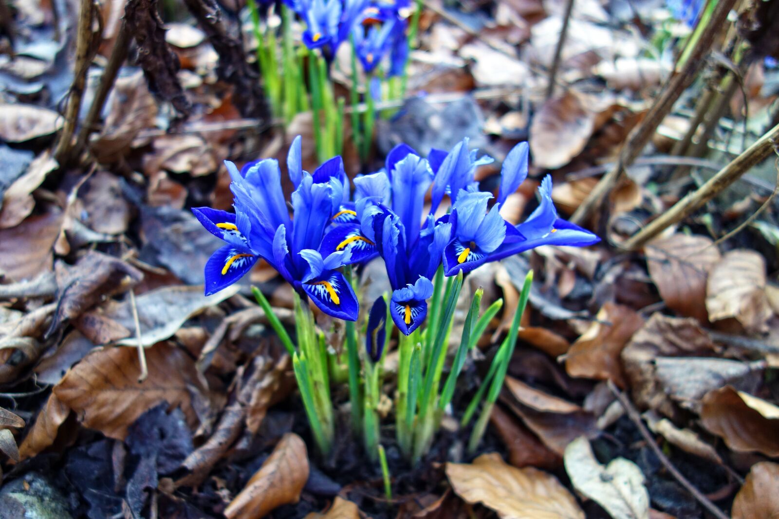 Sony Cyber-shot DSC-RX100 sample photo. Nettled iris, flower, plant photography