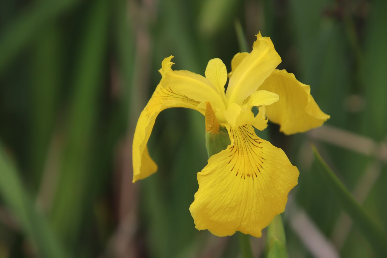 Canon EOS 800D (EOS Rebel T7i / EOS Kiss X9i) sample photo. Iris, yellow, flower photography