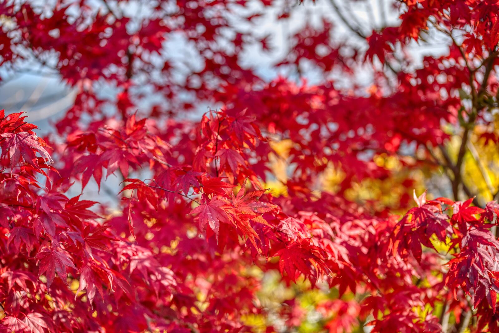 Nikon D750 sample photo. Red maple, autumn, season photography