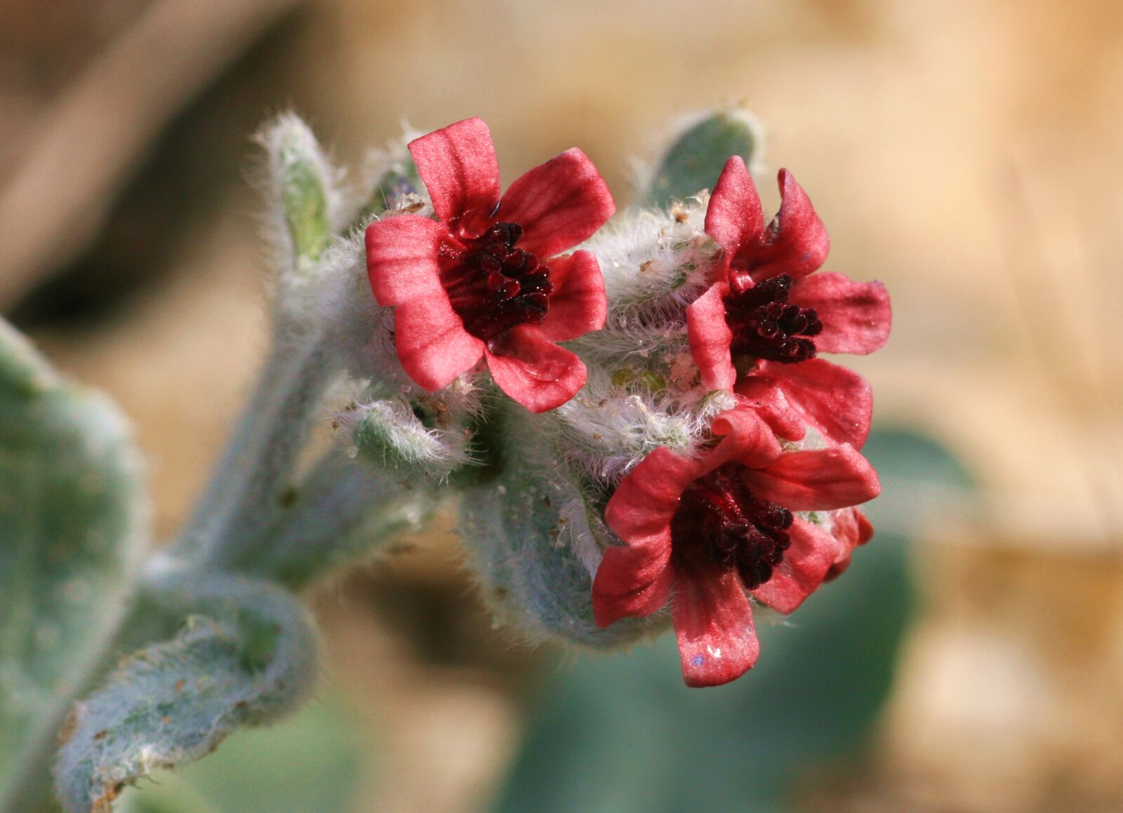 Canon EOS 30D sample photo. Pardoglossum cheirifolium, flowers, scrubland photography