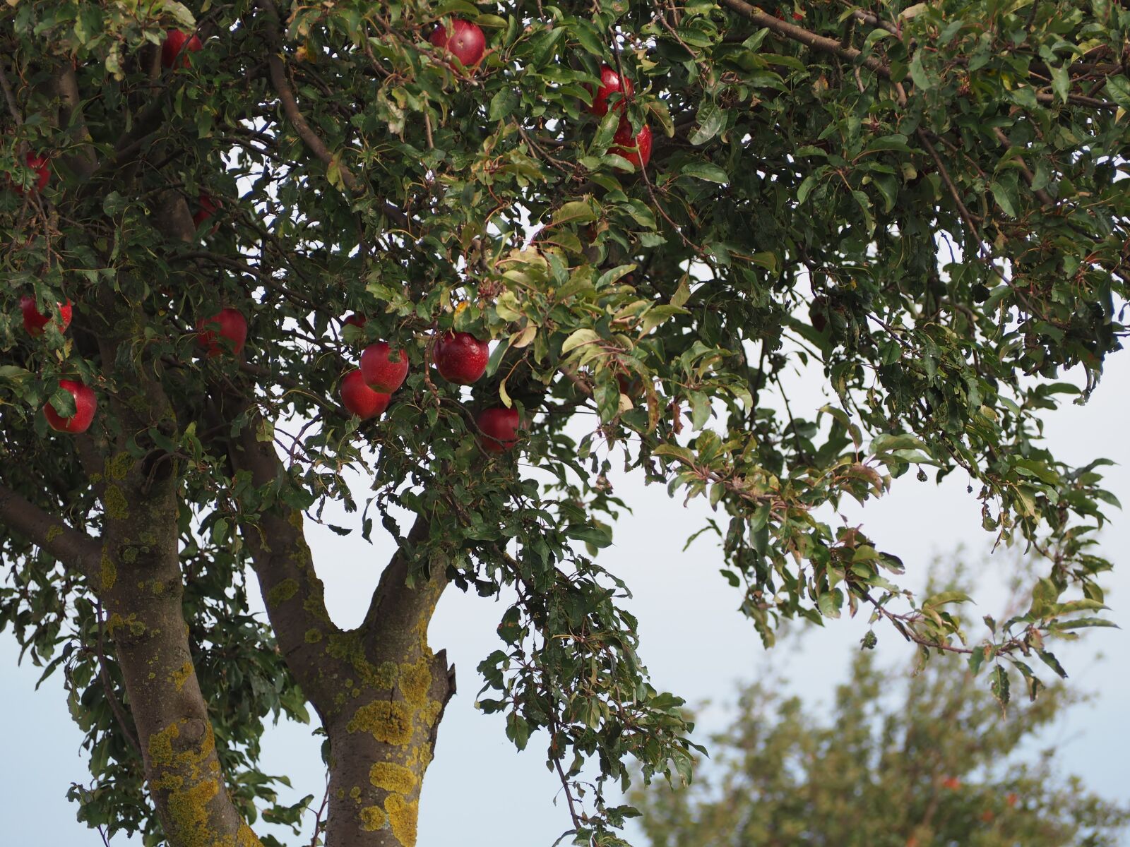 Olympus OM-D E-M10 sample photo. Apple tree, apple, tree photography