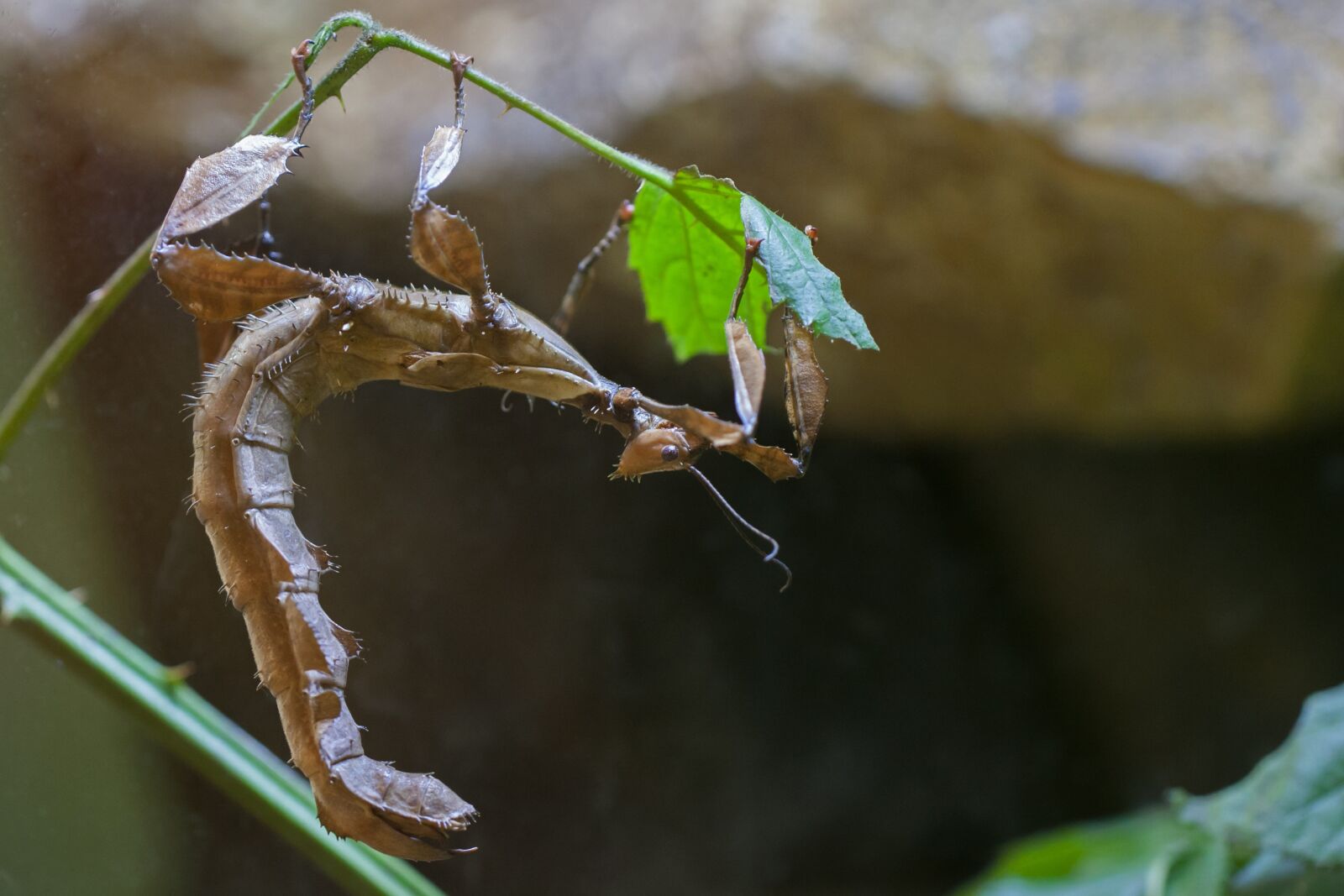 Canon EOS 40D sample photo. Ghost insect, insect, nature photography