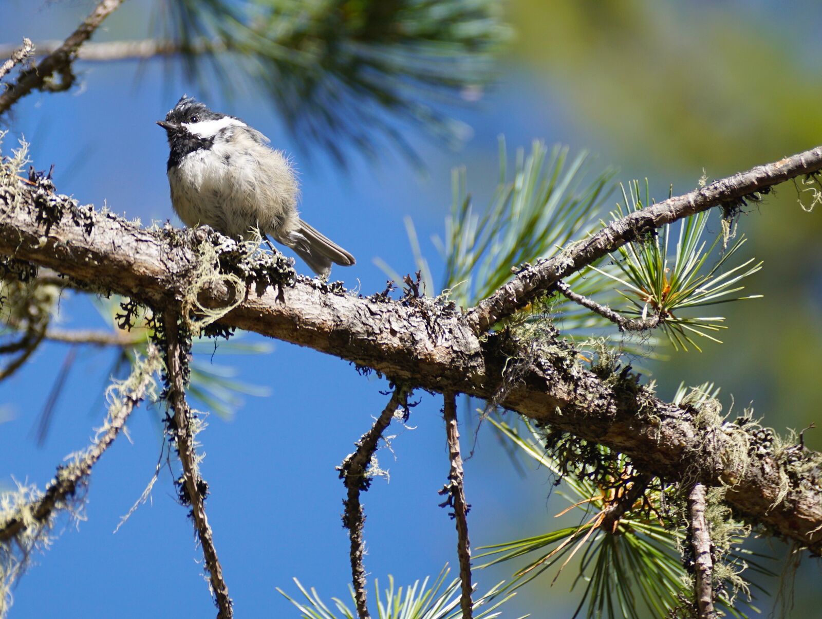 Sony DT 55-300mm F4.5-5.6 SAM sample photo. Tit, tree, bird photography