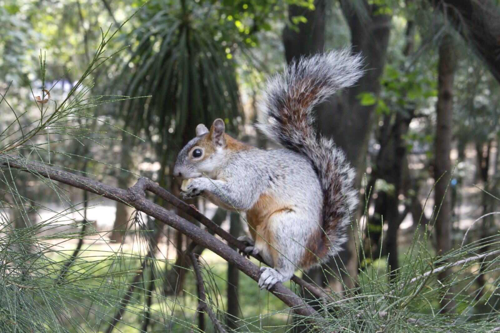 Canon EOS 700D (EOS Rebel T5i / EOS Kiss X7i) sample photo. Squirrel, animals, nature photography