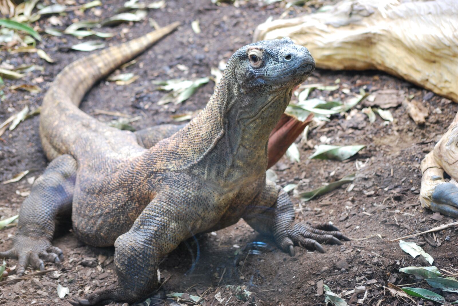 Nikon D60 sample photo. Reptile, komodo dragon, wildlife photography