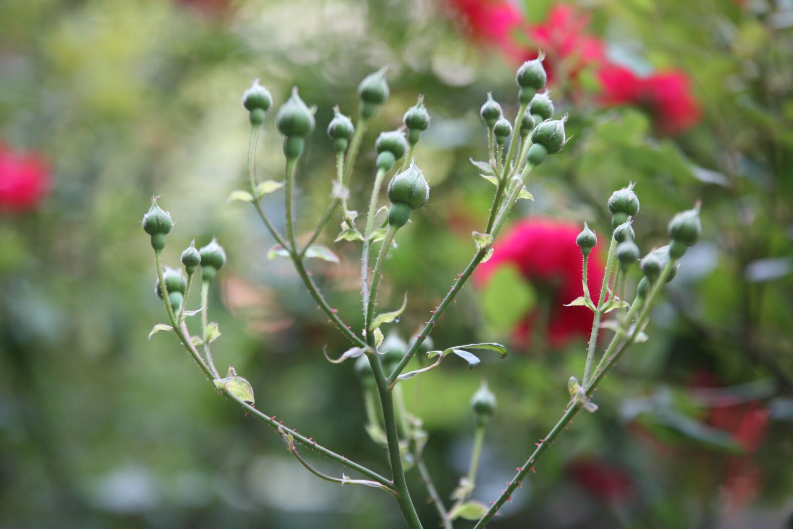 Canon EOS 5D sample photo. Rose, flowers, spring photography