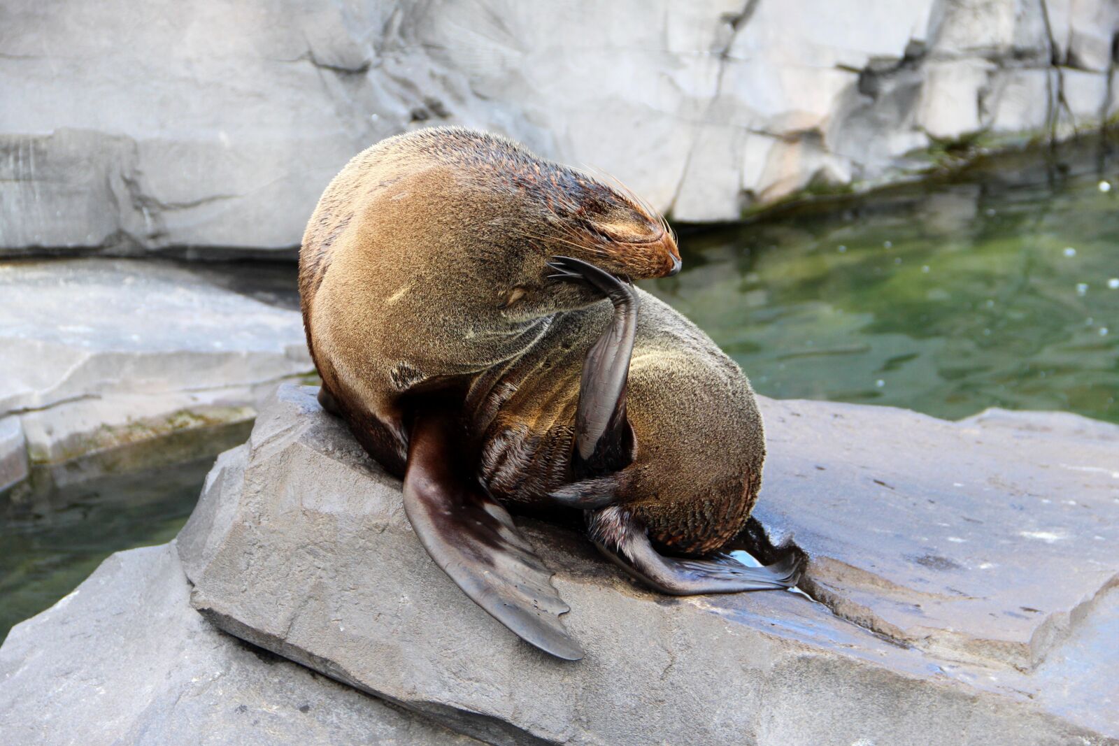 Canon EOS 1200D (EOS Rebel T5 / EOS Kiss X70 / EOS Hi) sample photo. Seal, zoo, nature photography