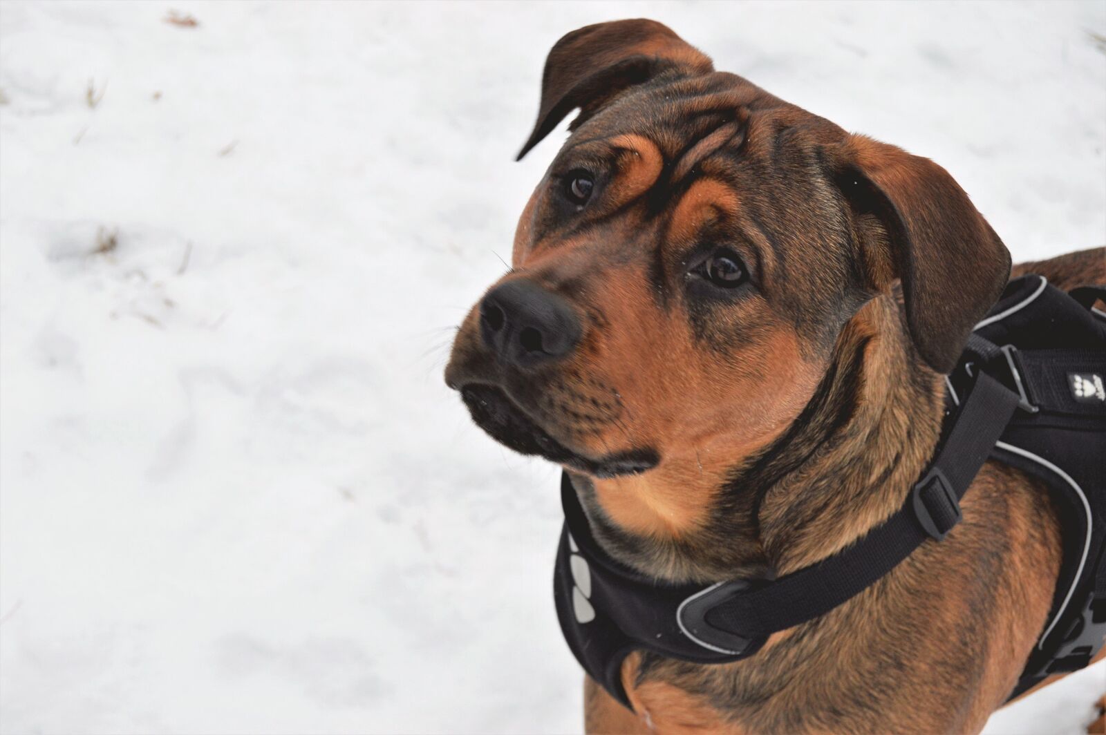 Nikon D3200 sample photo. Dog, animals, cute photography