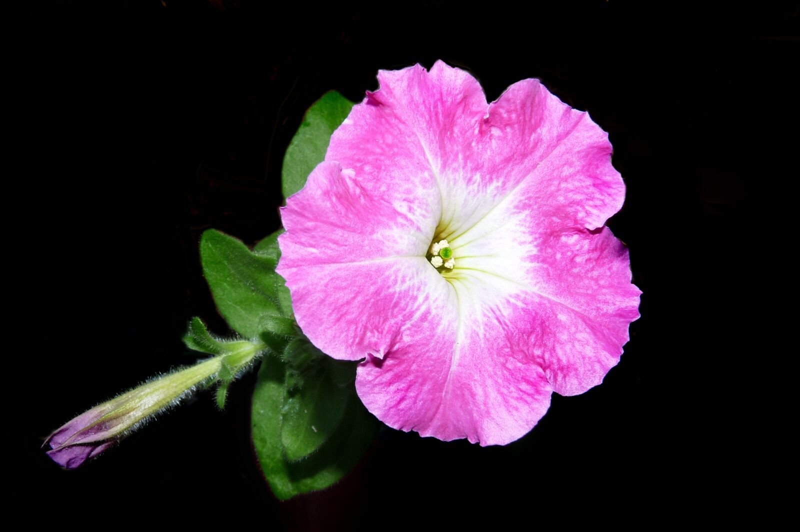 Panasonic Lumix DMC-FZ28 sample photo. Petunia, pink, flower photography