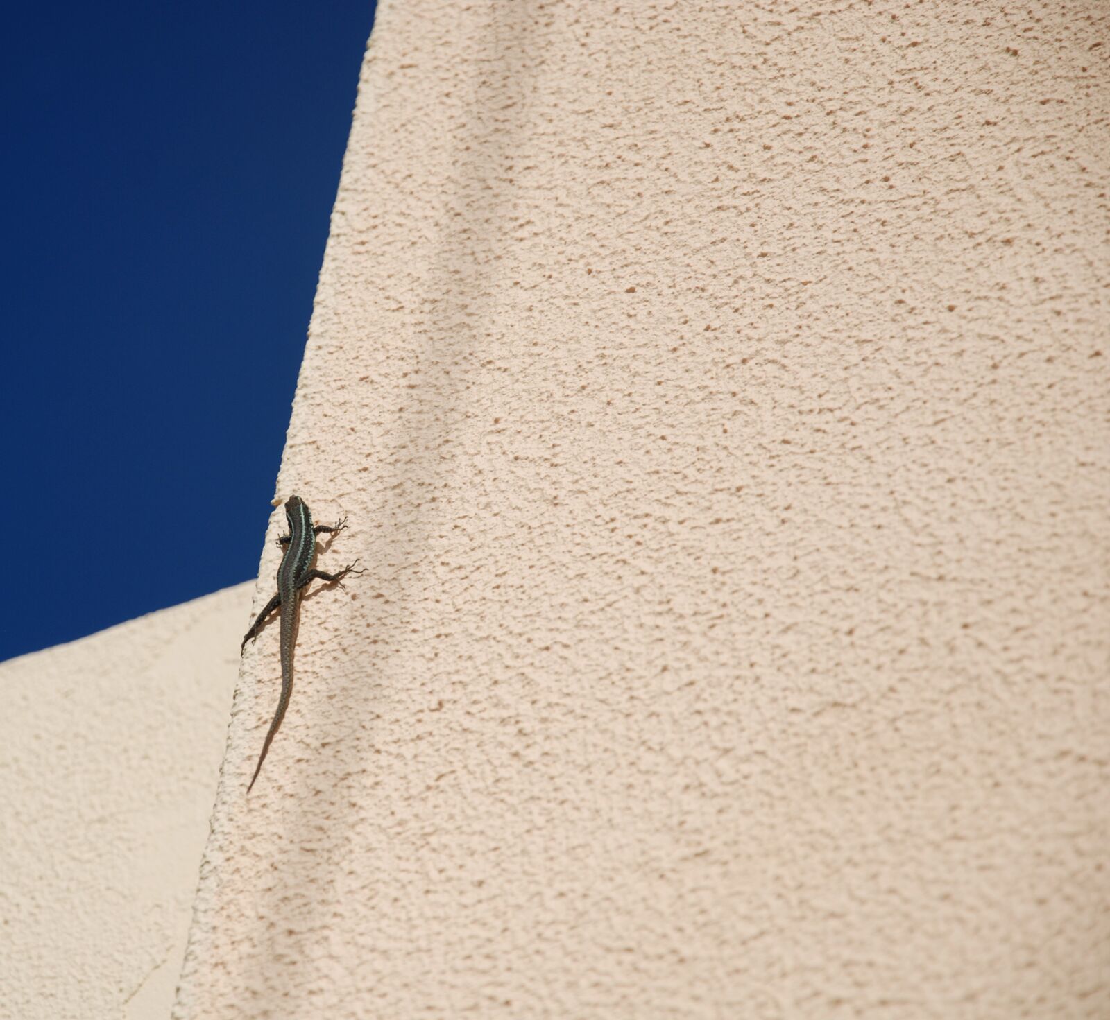 Nikon D80 sample photo. The lizard, animal, lake photography