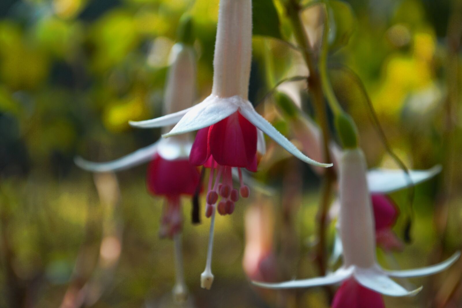 Nikon D3100 sample photo. Blossom, bloom, pink photography
