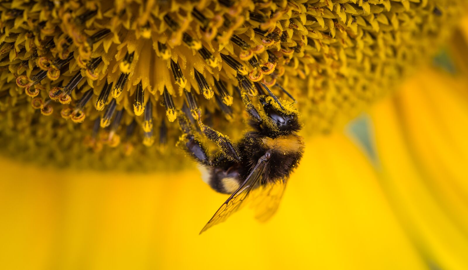 Canon EF 100mm F2.8L Macro IS USM sample photo. Bee, insect, macro photography