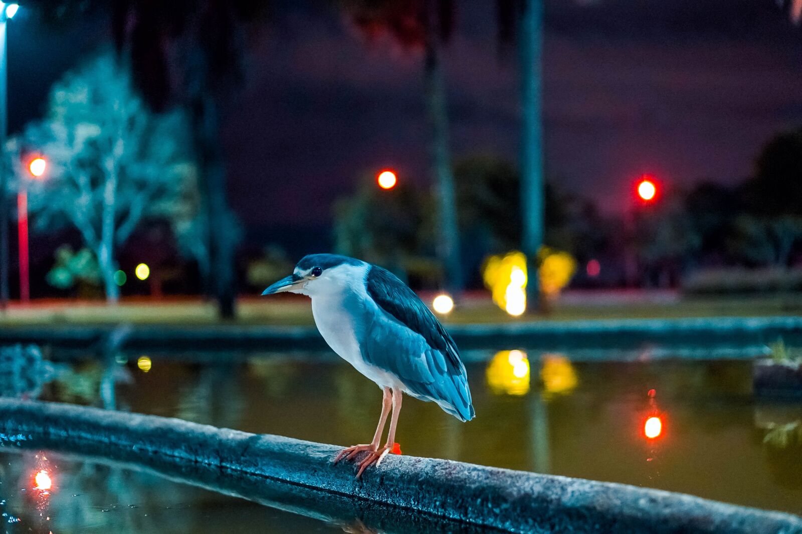 E 50mm F1.8 OSS sample photo. Savacu, square crystals, brasilia photography