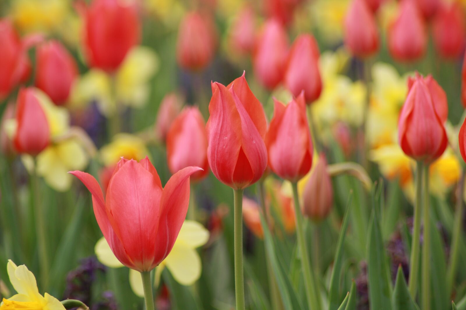 Canon EOS 450D (EOS Rebel XSi / EOS Kiss X2) sample photo. Flowers, tulips, nature photography