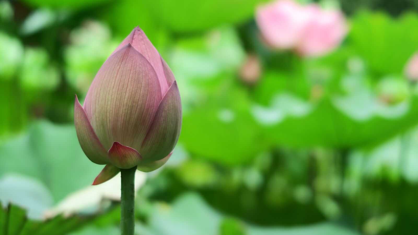 Canon PowerShot G7 X sample photo. Lotus, taiwan photography