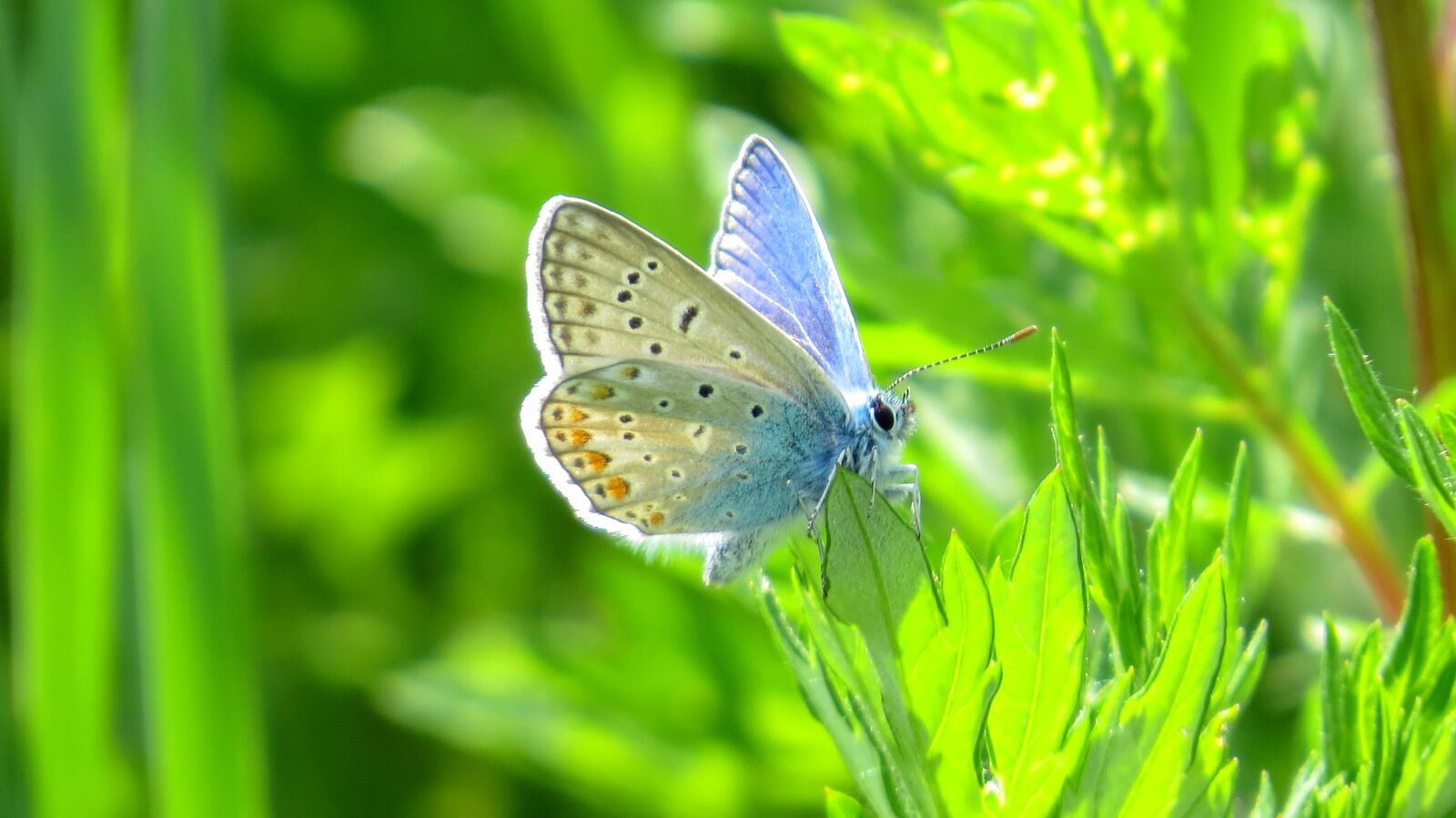 Canon PowerShot SX50 HS sample photo. Butterfly, nature, insect photography