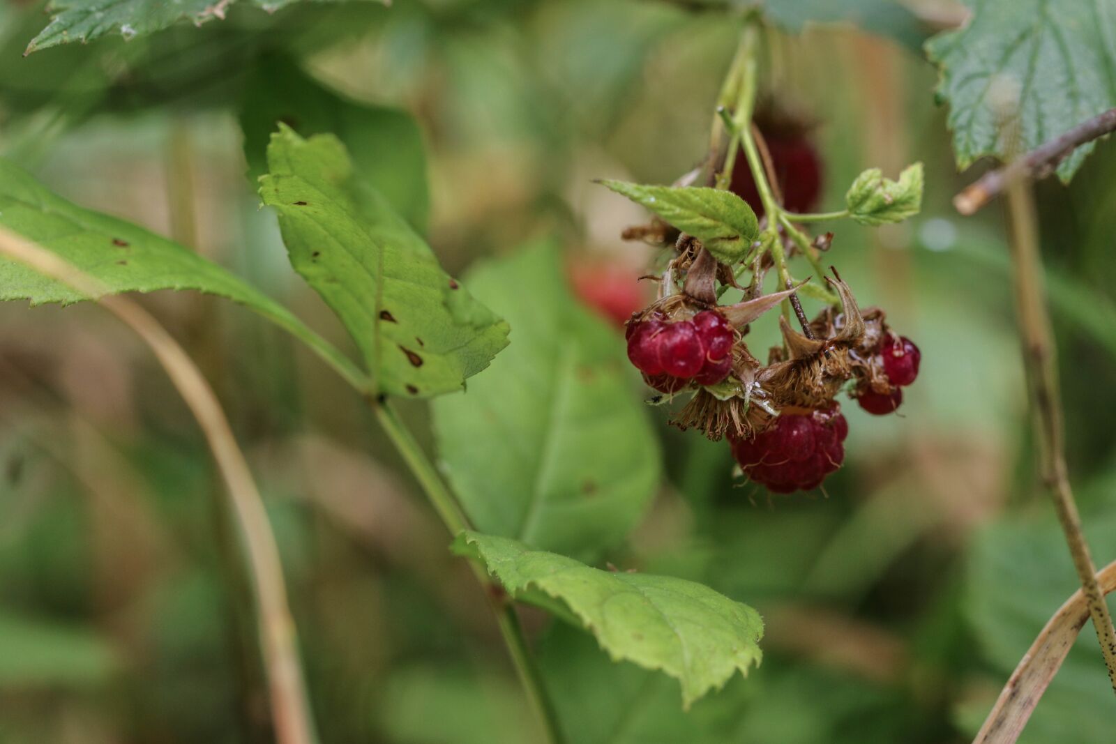 Canon EOS 7D Mark II sample photo. Wild berry, berry, nature photography