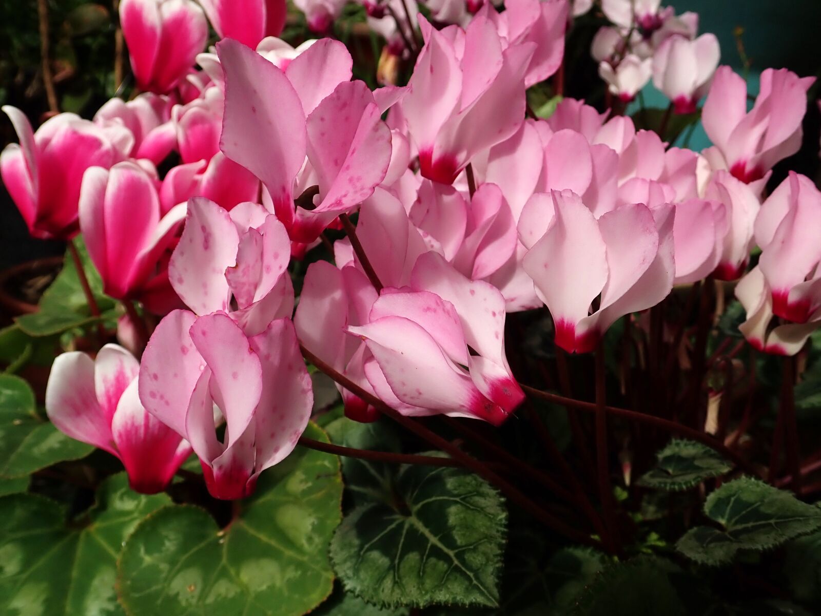 Olympus TG-5 sample photo. Cyclamen, pink, spring photography