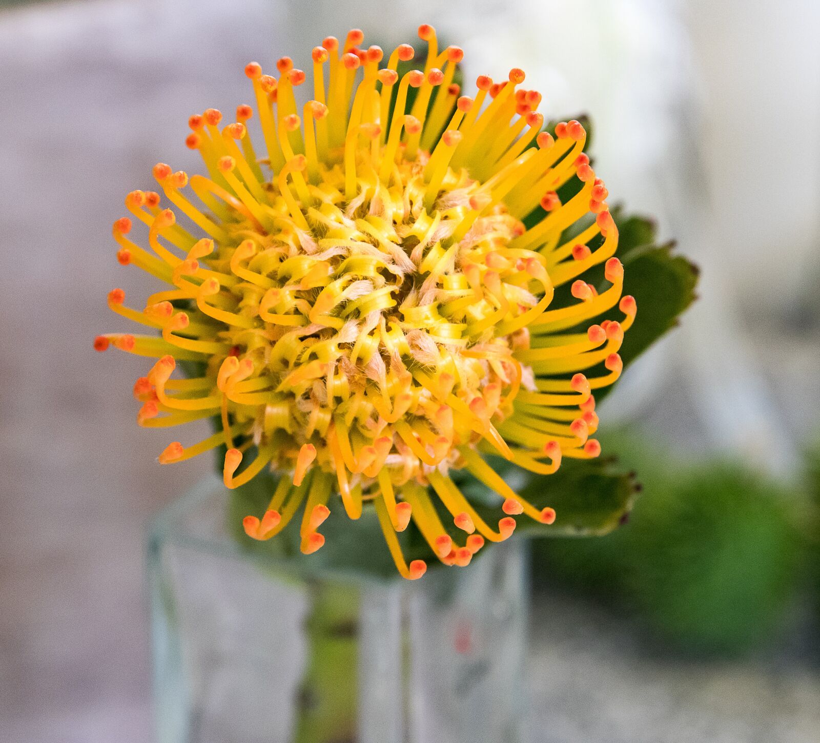 Canon EOS 80D sample photo. Pincushion, plant, flower photography