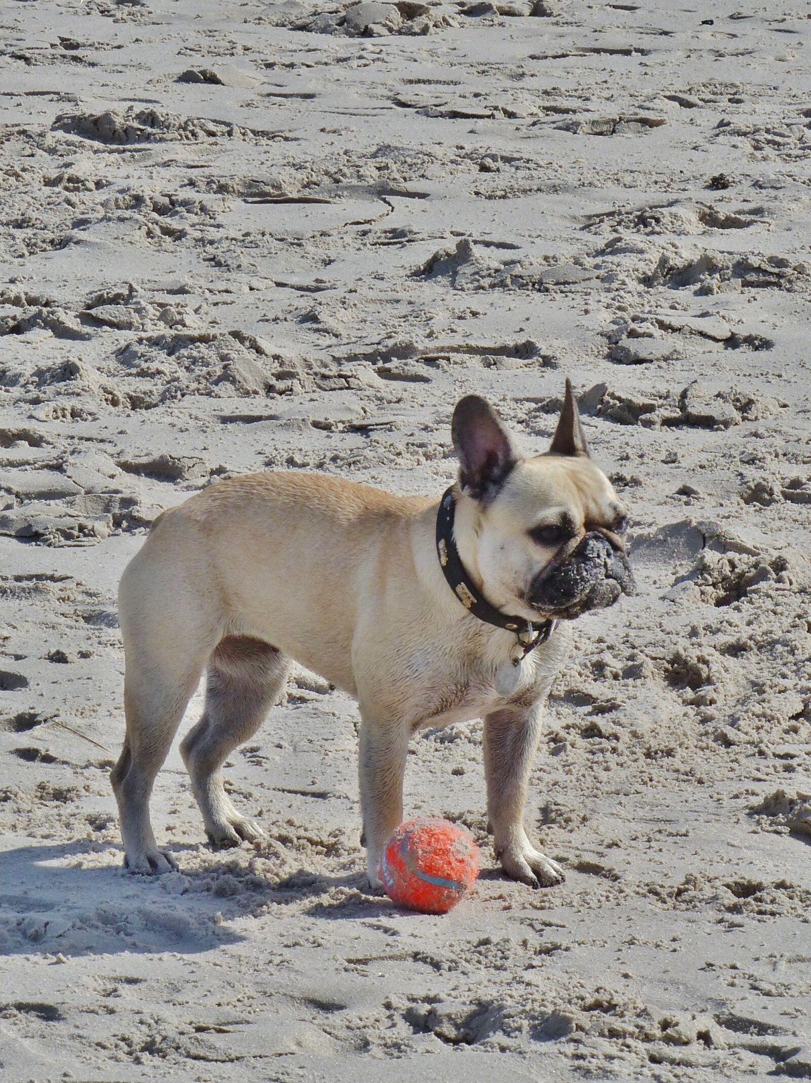 Panasonic Lumix DMC-FZ200 sample photo. Pug, small, beige photography