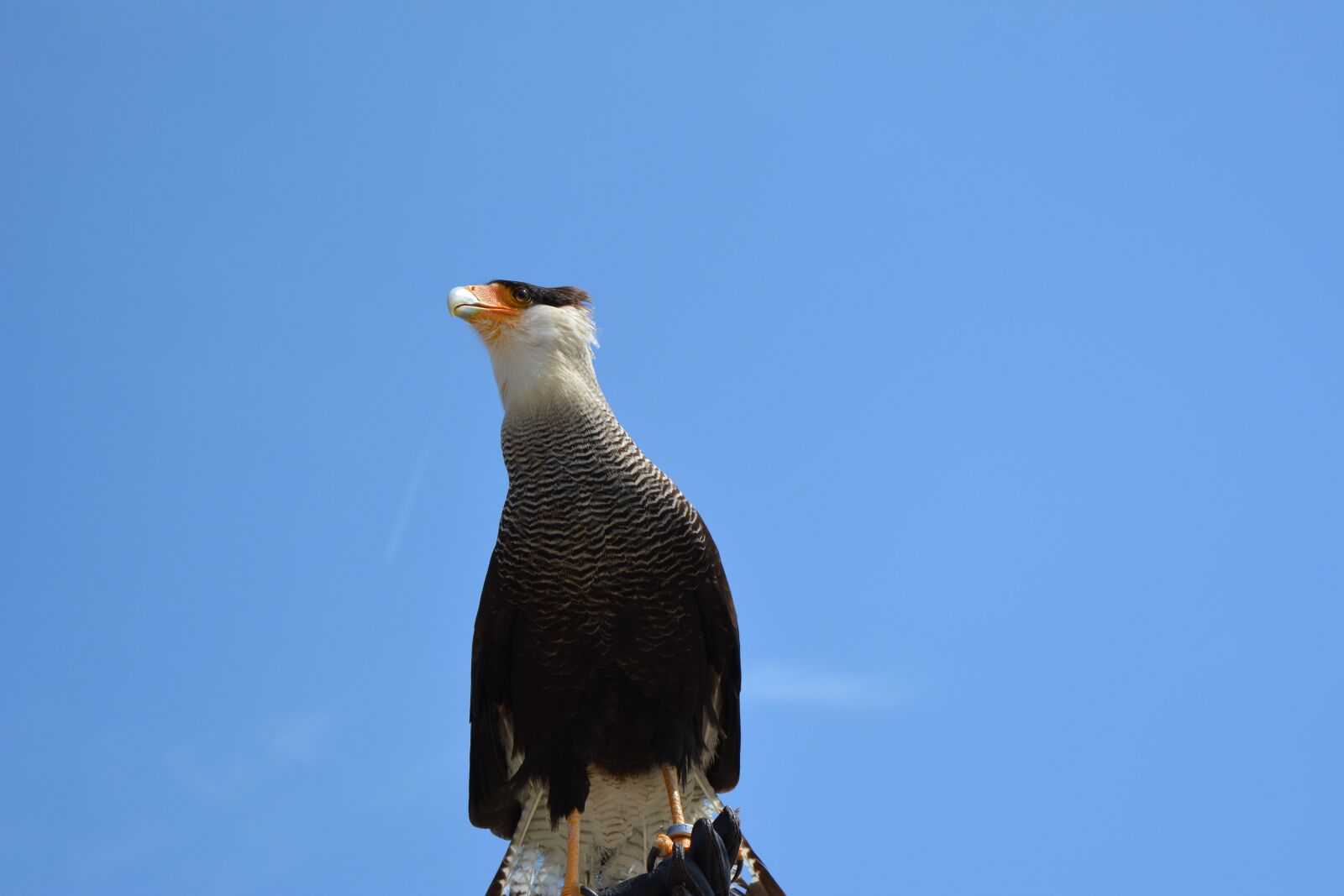 Nikon D5200 sample photo. Animal world, bird, nature photography