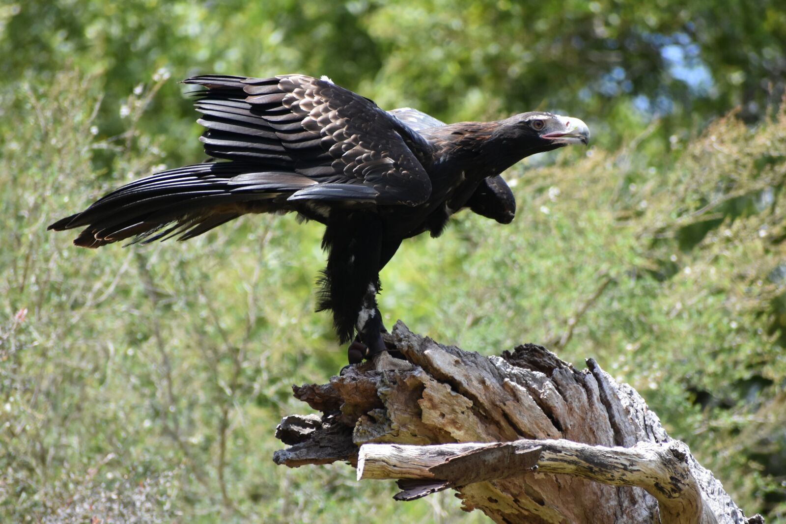 Nikon D3400 sample photo. Wedge tailed eagle, eagle photography