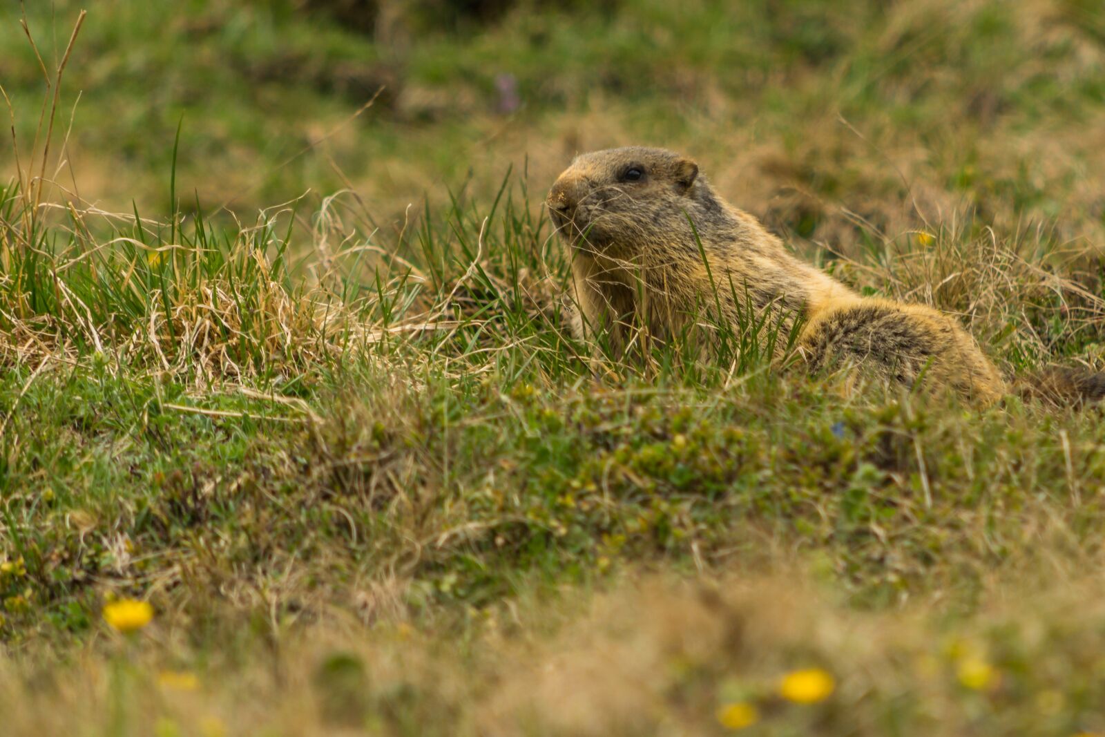 Nikon D5300 sample photo. Marmot, alpine, animal photography