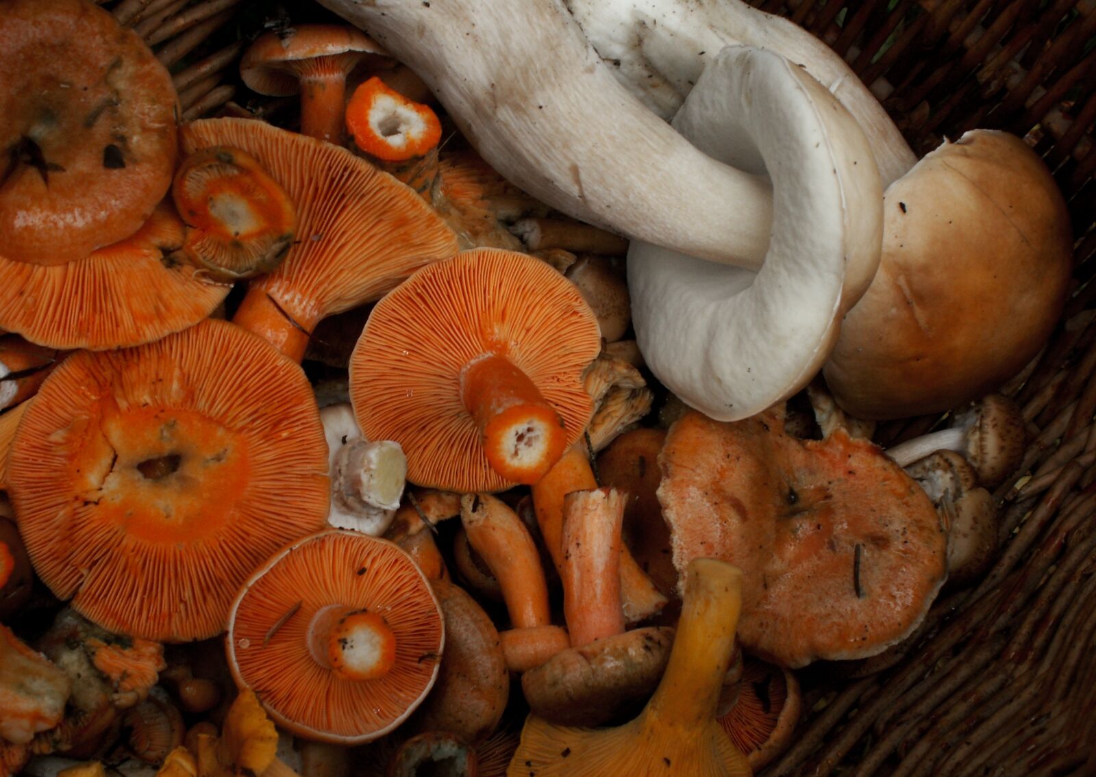 KONICA MINOLTA DiMAGE Z5 sample photo. Mushrooms, mushroom, eating photography