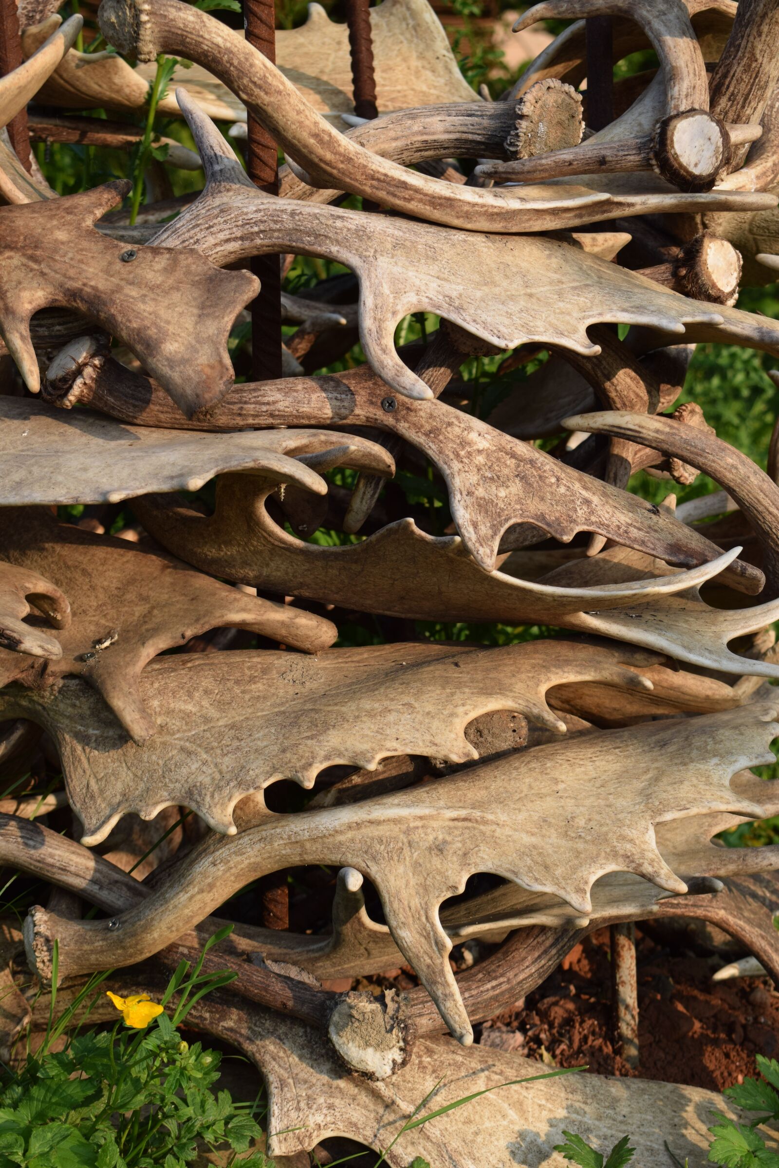 Nikon D3300 sample photo. Antlers, deer, animal photography