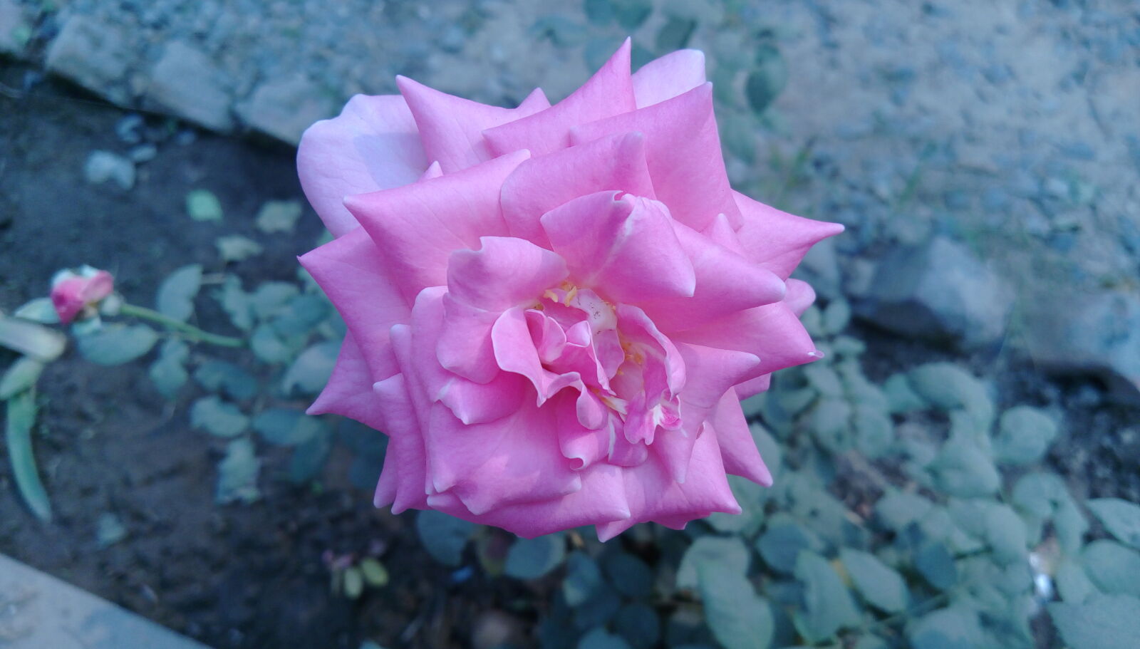 HTC DESIRE 828 DUAL SIM sample photo. Pink, rose, rose photography