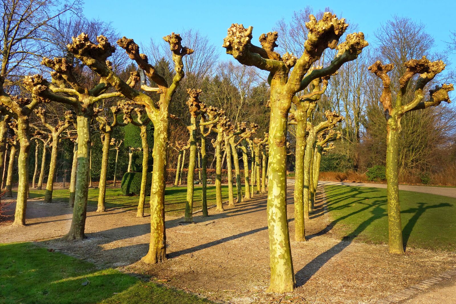 Sony Cyber-shot DSC-RX100 sample photo. Pollarded plane trees, pollards photography