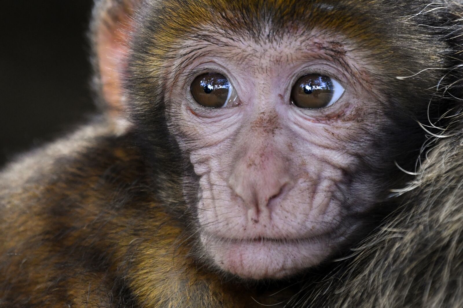 Nikon D500 sample photo. Monkey, baby, look photography