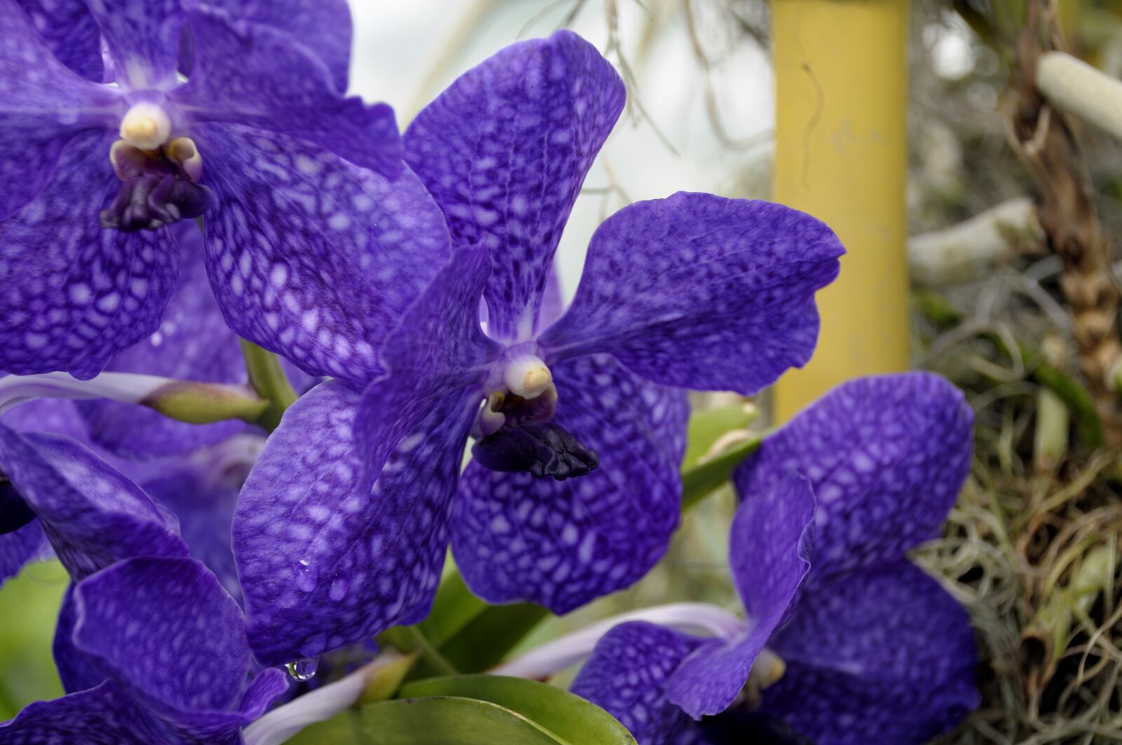 Nikon D300 sample photo. Orchid, flower, blossom photography