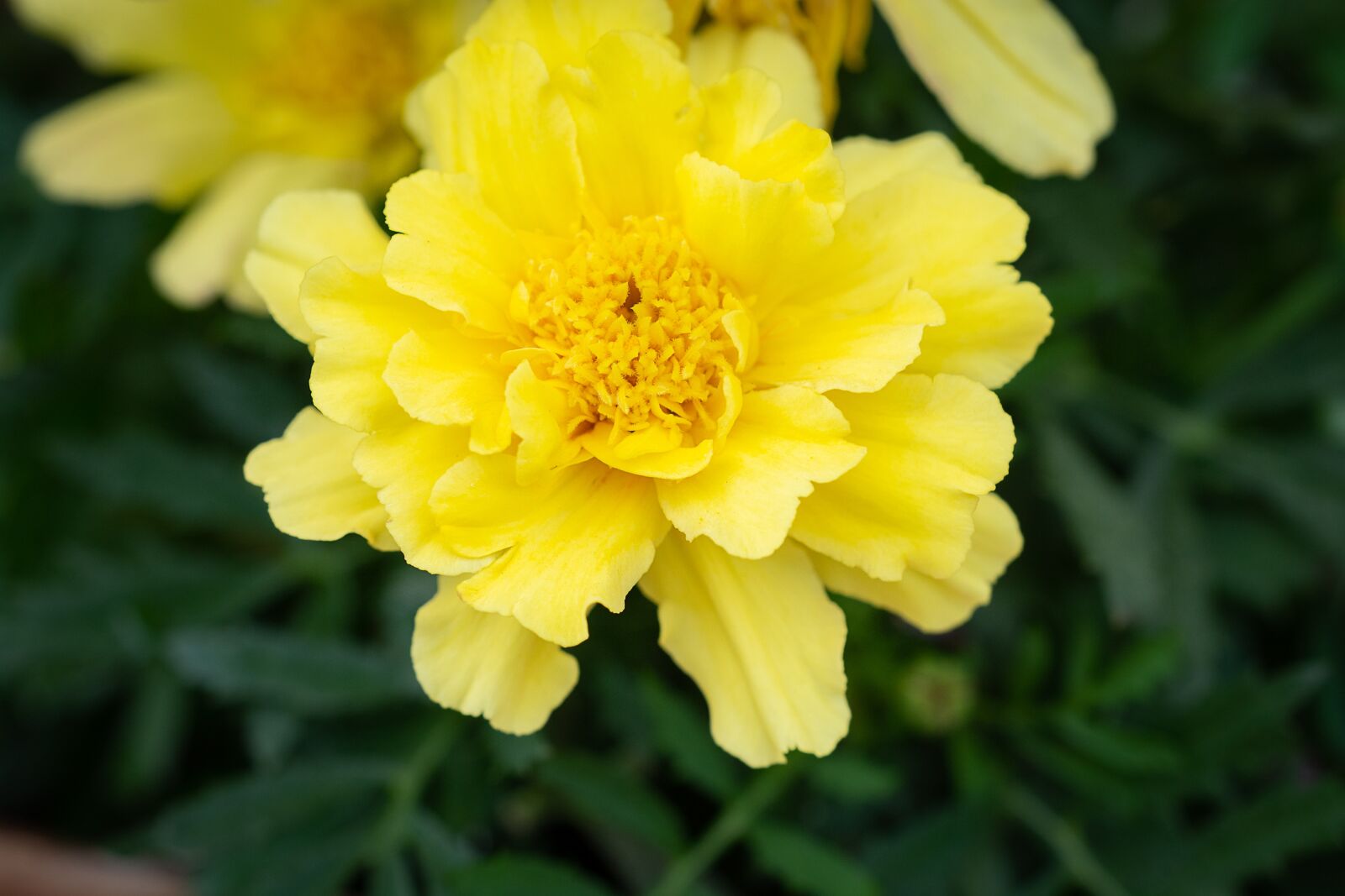 Nikon D7100 sample photo. Flower, yellow, yellow flower photography