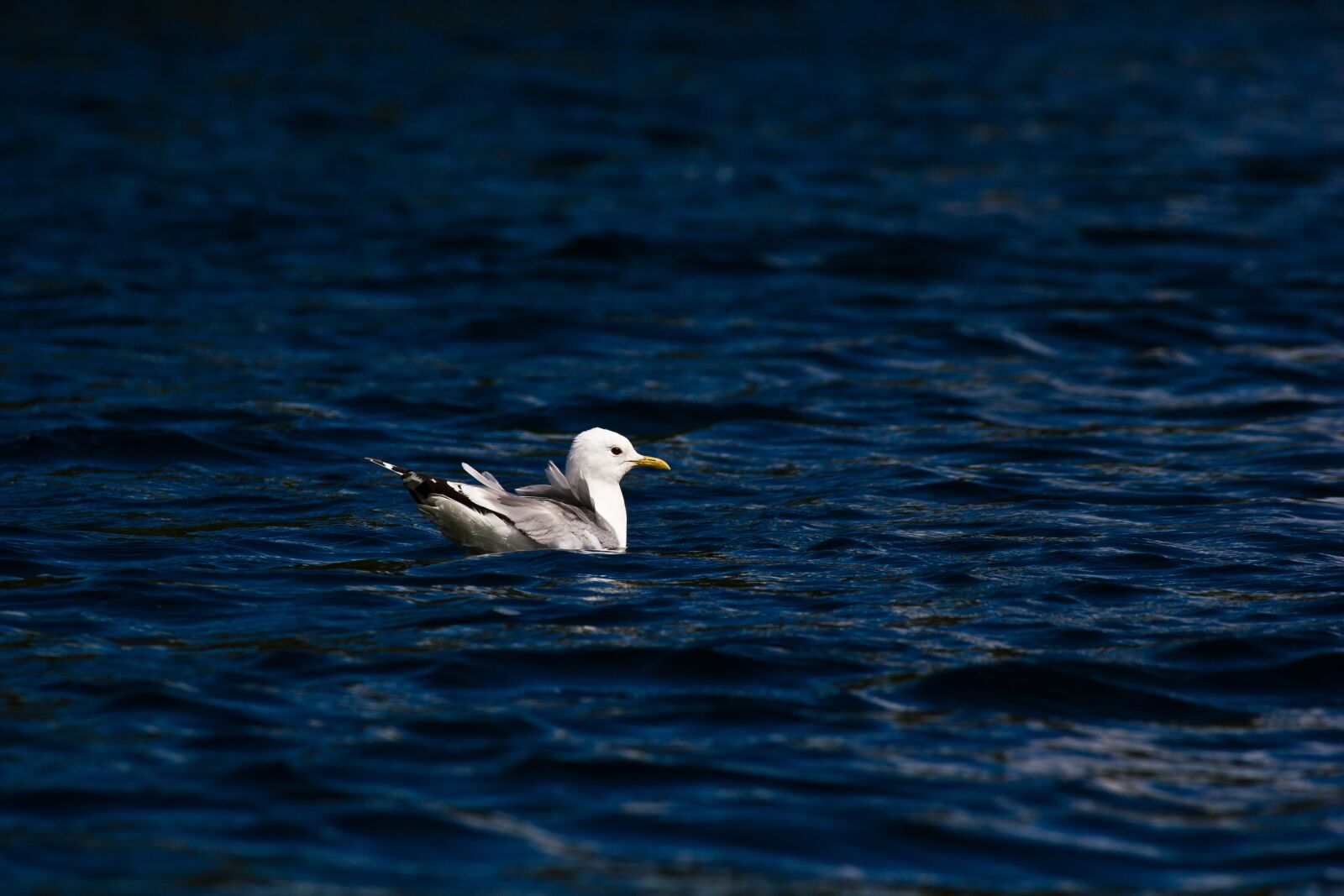 Canon EOS 550D (EOS Rebel T2i / EOS Kiss X4) + Canon EF 100-300mm f/5.6L sample photo. Seagull, mew, blue photography
