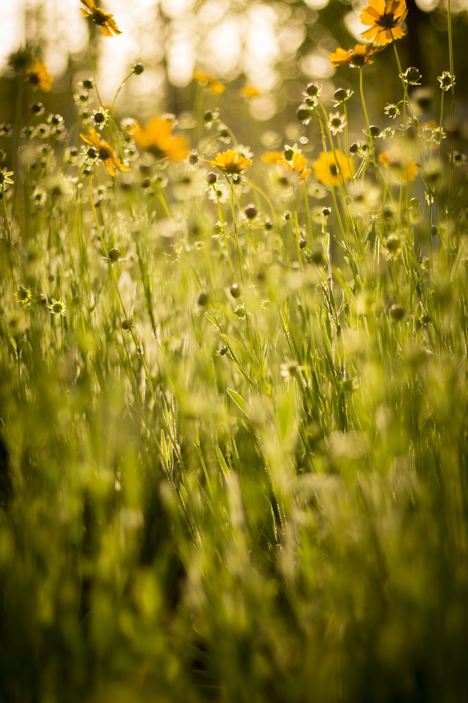 Canon EF 50mm F1.8 STM sample photo. Yellow, sunflower, twilight photography