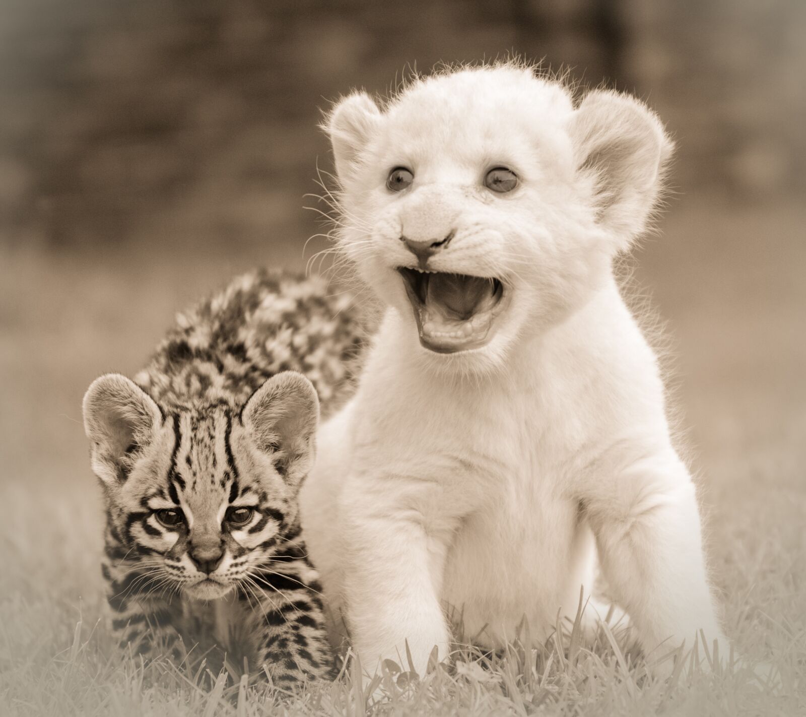 Nikon D7000 sample photo. Friends, friendship, lion cub photography