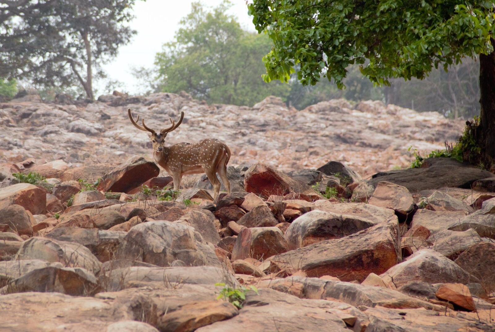 Canon EOS 600D (Rebel EOS T3i / EOS Kiss X5) sample photo. Spotted, deer photography