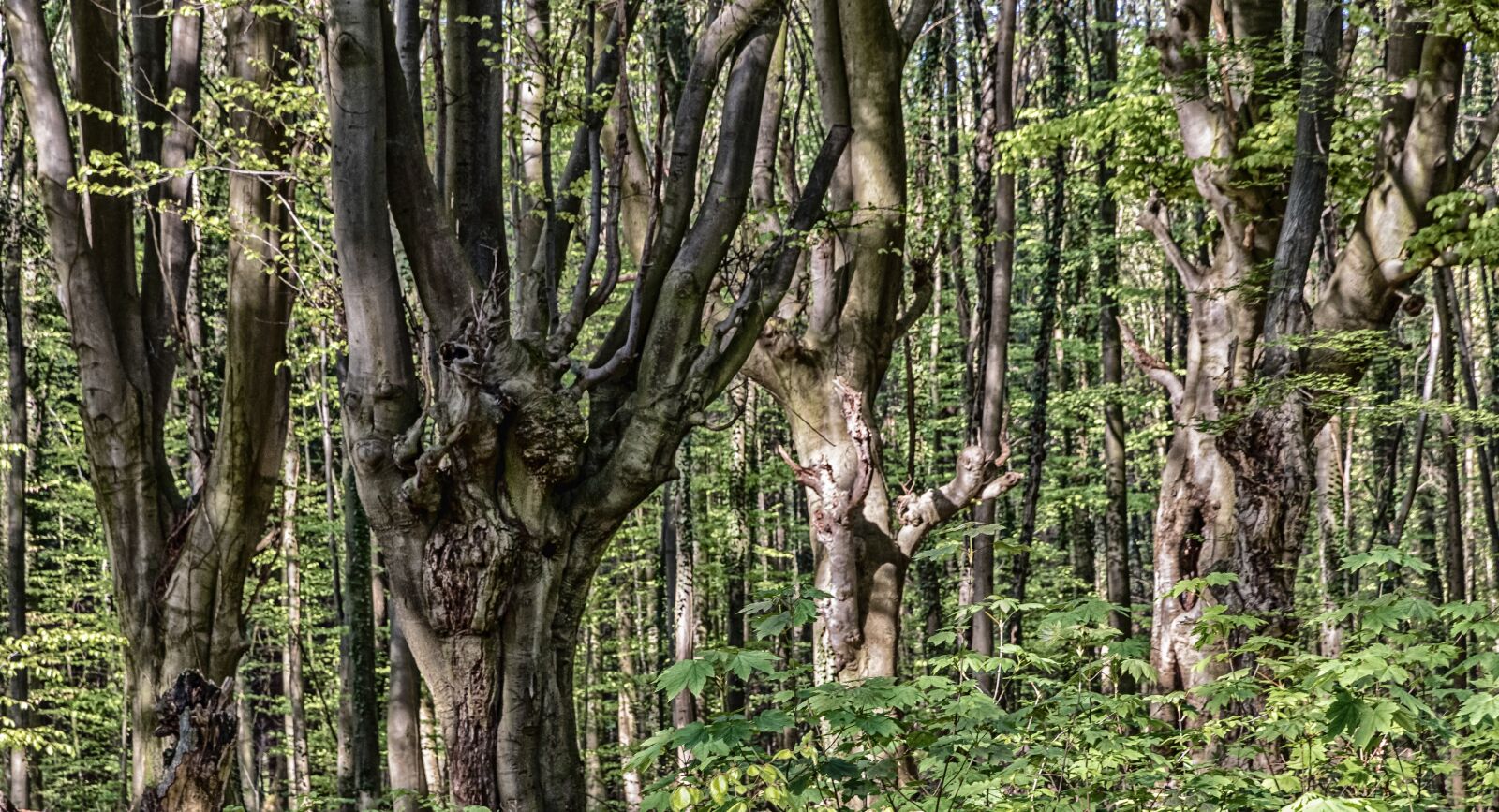 Canon EOS 80D sample photo. Nature, wood, tree photography