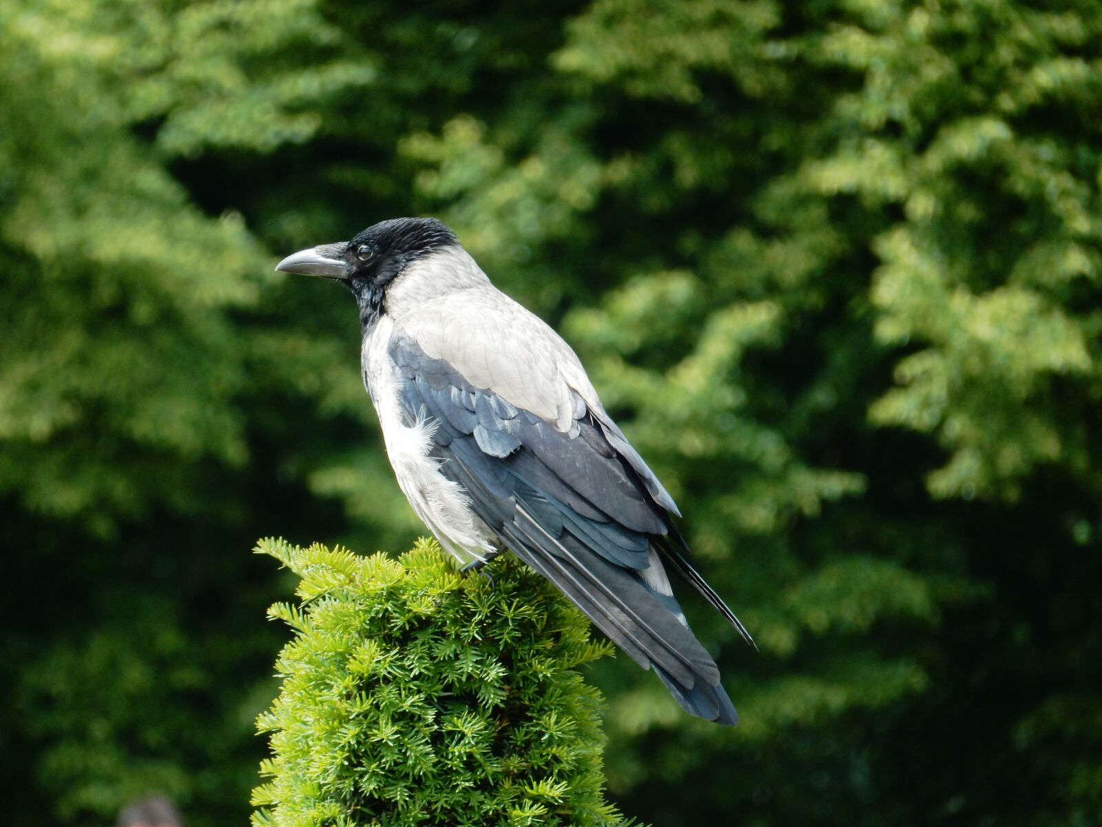 Nikon Coolpix S9900 sample photo. Jackdaw, bird, carrion crow photography