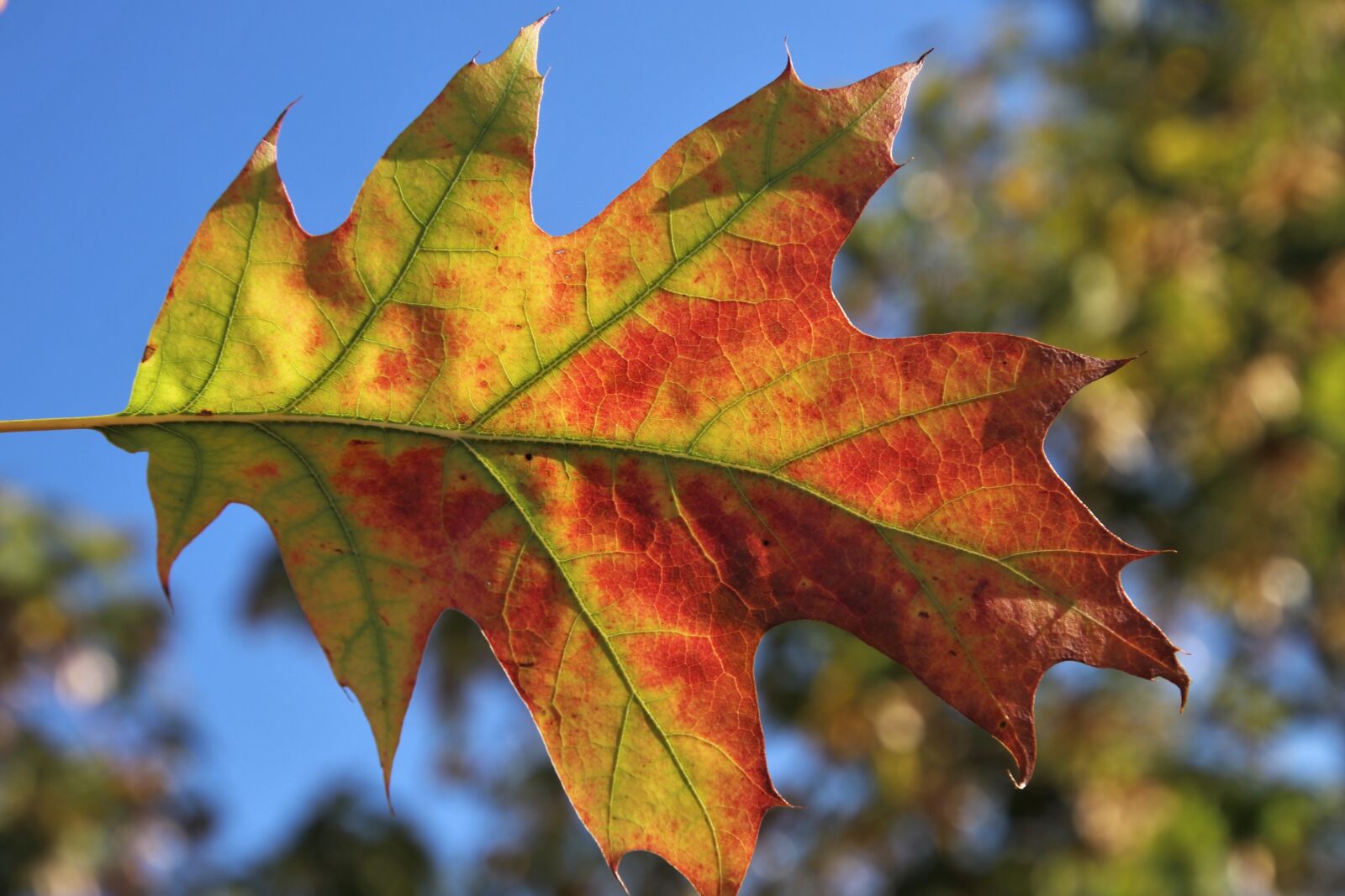 Canon EOS 80D sample photo. Leaf, in the wind photography