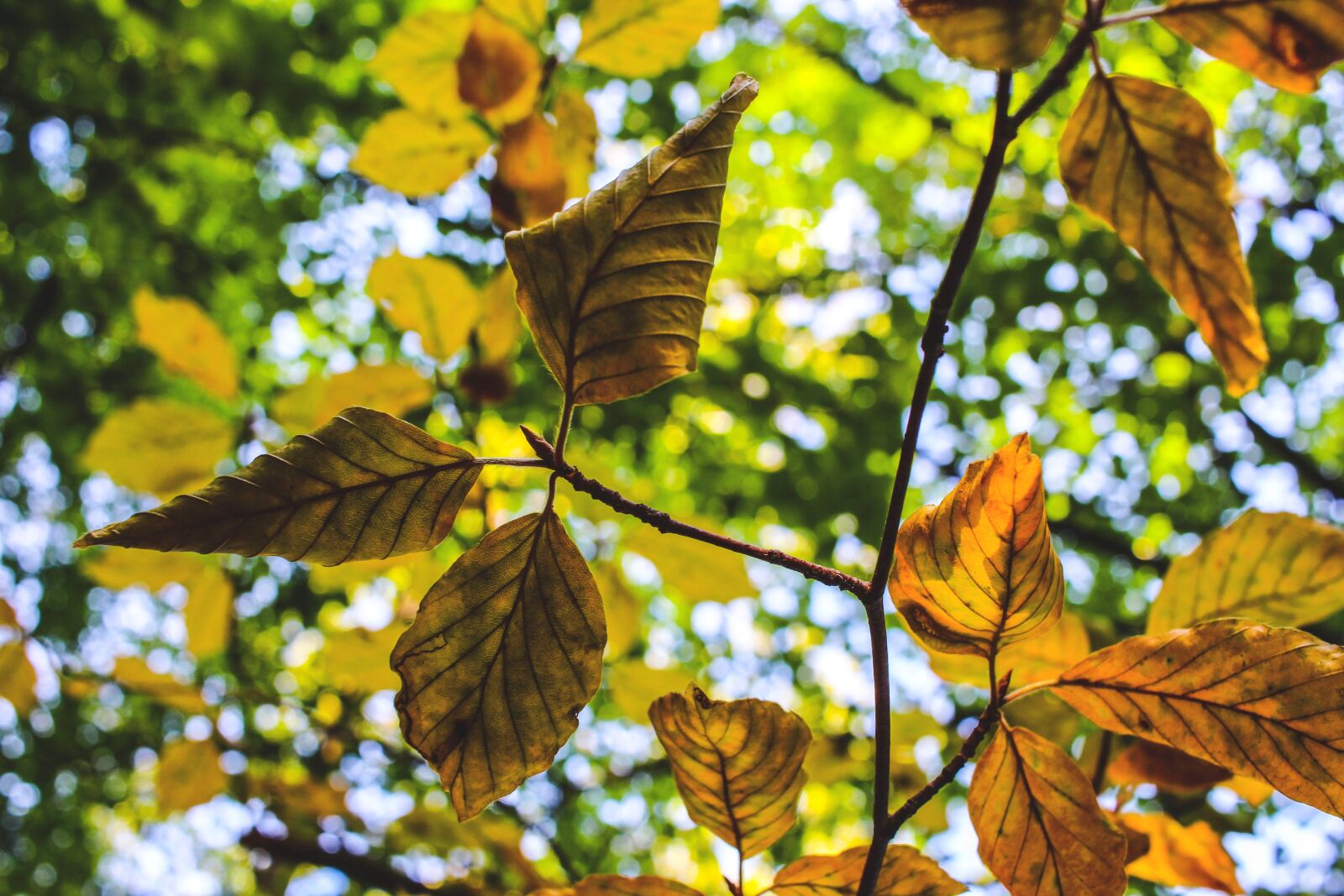 Canon EF-S 24mm F2.8 STM sample photo. Leaves, tree, aesthetic photography